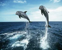 Delfines