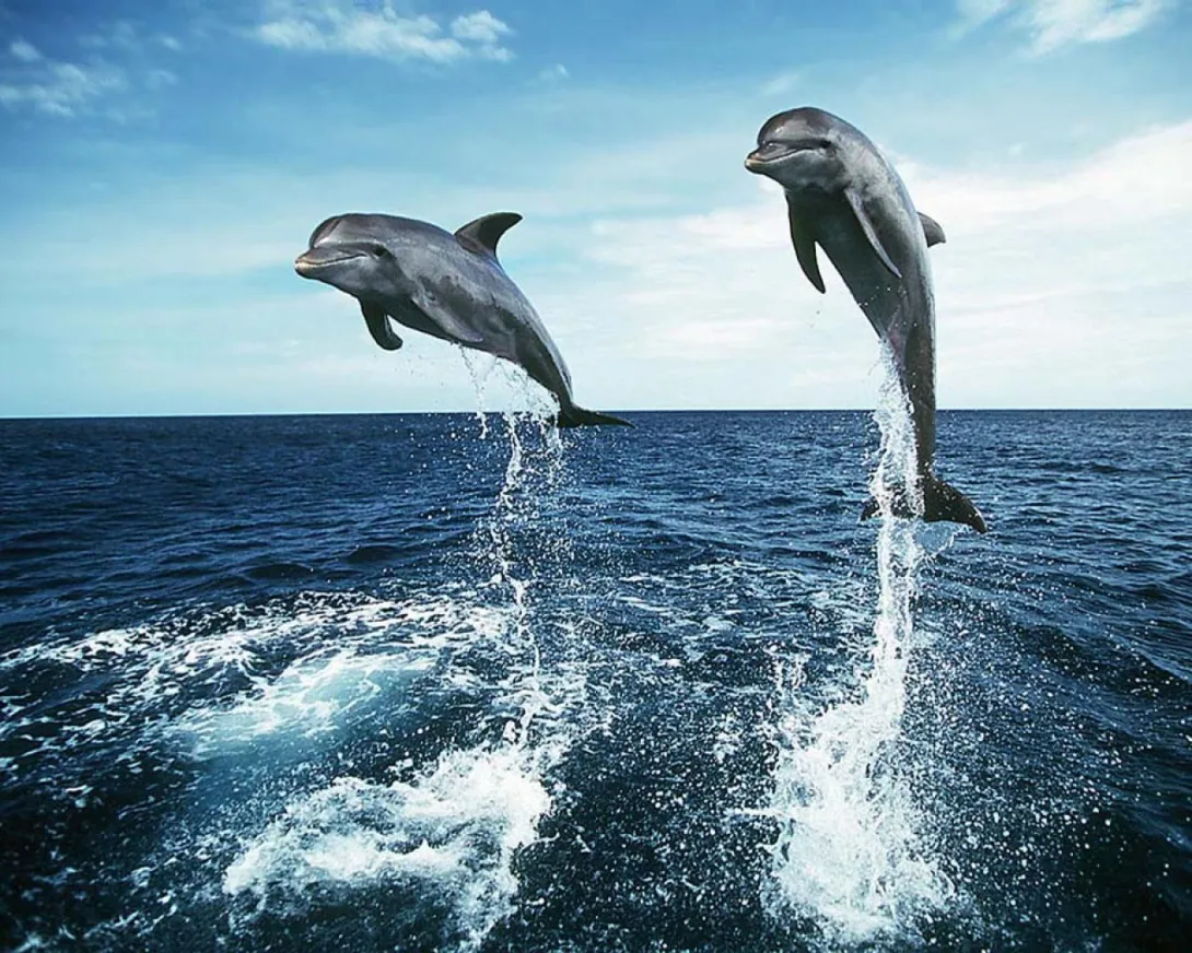 Delfines